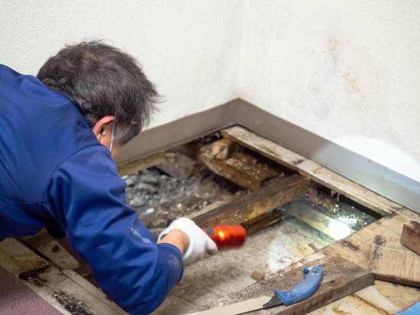 Best Emergency Mold Remediation in Vega, TX
