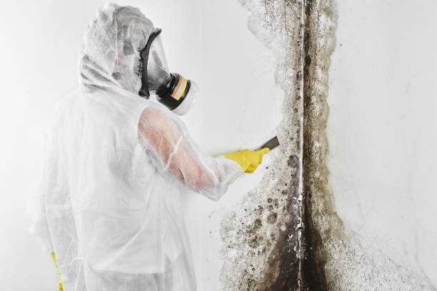 Best Insurance-Related Mold Remediation in Vega, TX