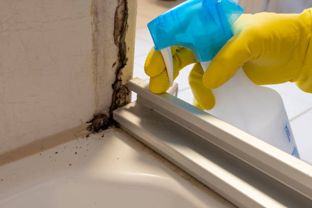 Best Post-Flood Mold Remediation in Vega, TX