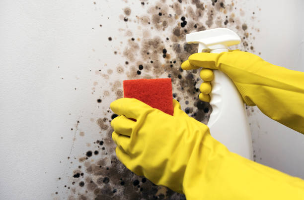 Best Health and Safety Mold Remediation in Vega, TX