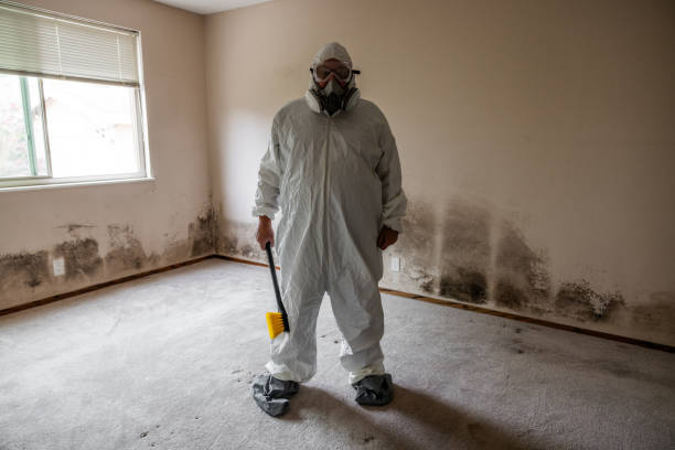 Best Preventive Mold Services in Vega, TX