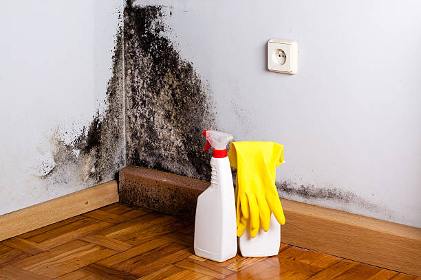 Best Localized Mold Remediation (e.g., coastal areas, humid climates) in Vega, TX