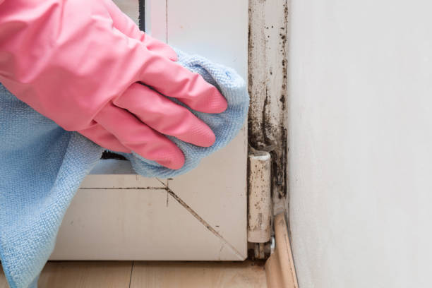 Best Kitchen Mold Remediation in Vega, TX