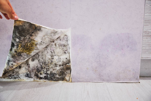 Best Residential Mold Remediation in Vega, TX